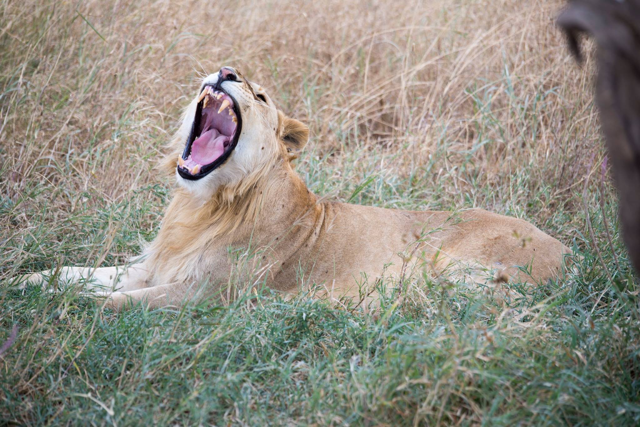 Masai Mara